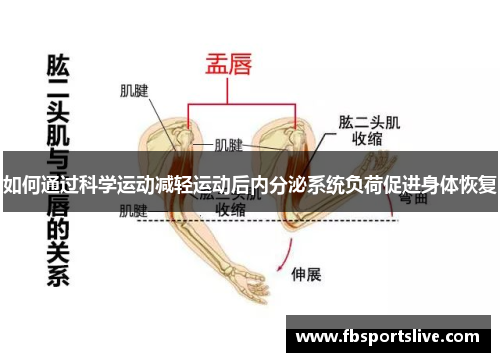 如何通过科学运动减轻运动后内分泌系统负荷促进身体恢复