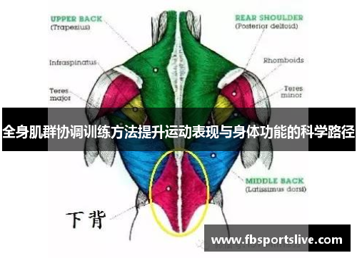 全身肌群协调训练方法提升运动表现与身体功能的科学路径